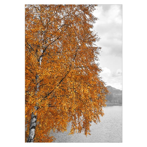 orange plakat med naturmotiv af et birketræ i efterårsfarver