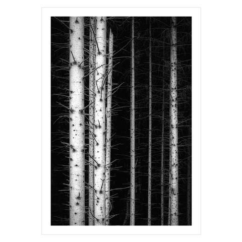 sort plakat med fotokunst af træstammer mod mørk skov
