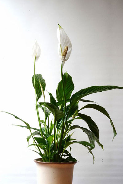 KIN Houseplants Peace Lily