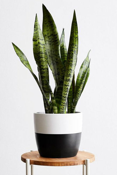 KIN Houseplants Snake Plant