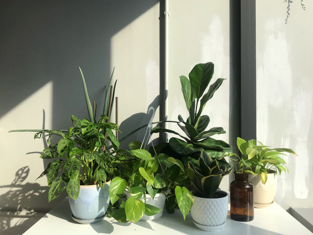 KIN Houseplants We Love