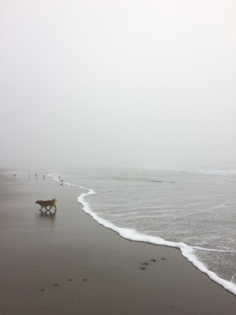 ocean-beach-san-francisco