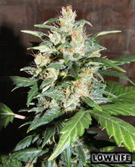 Auto AK47 x Auto Blueberry