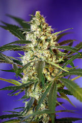 Fast Bud Automatic