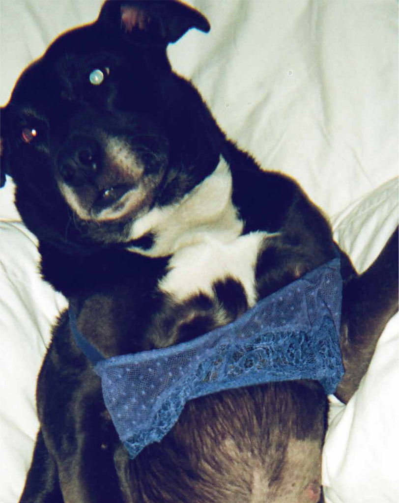 Dog wearing a blue lace bra.