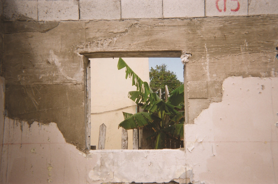 Wall with an opening of plants.