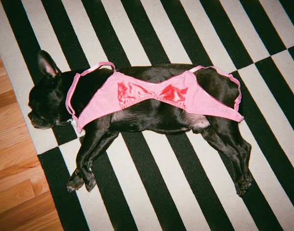 Dog lying on a black and white striped rug with a pink bra over him.