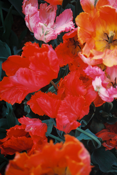 Orange, pink, and red flowers.