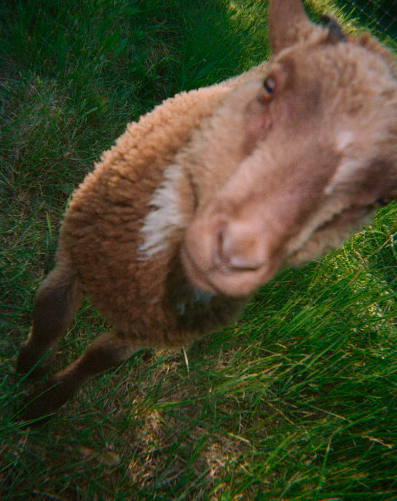 Up close photo of a lamb in grass.