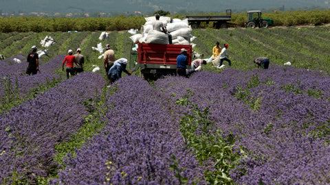 lavender bulgaria