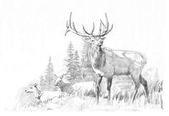 Elk Hunting