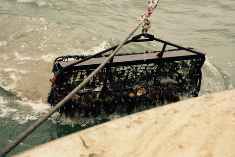 Dredging Mersea Oysters