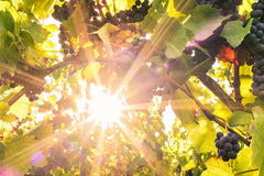 Why Open Bottles of Wine Go Bad - Direct Sunlight