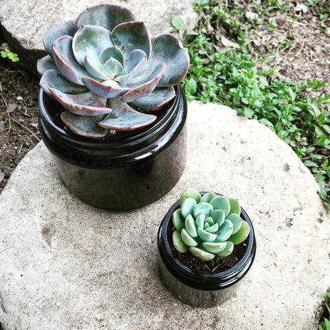 Succulents in amber candle jar