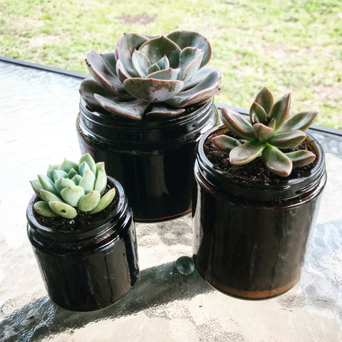Succulents in candle jars