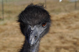 Emu at 3 Feathers Emu Ranch 