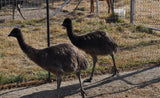 Emus at 3 Feathers Emu Ranch 
