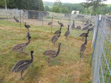 Emus at 3 Feathers Emu Ranch 