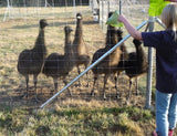 Caring for Emus at 3 Feathers Emu Ranch 