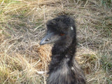 Emu at 3 Feathers Emu Ranch