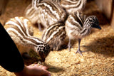 Emu Chicks at 3 Feathers Emu Ranch
