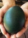 Emu egg at 3 Feathers Emu Ranch 