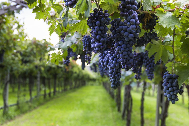 Malbec druer på vinstok