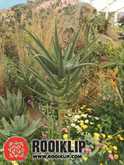 Rooiklip Aloe King Rex