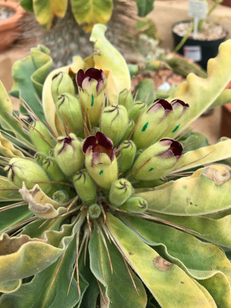 Pachypodium Namaquanum Flower