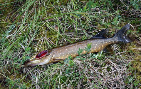 Erä-lehden kuva: Norolan Pike Spoon ja hauki