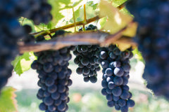Delta Pinot Noir Grapes