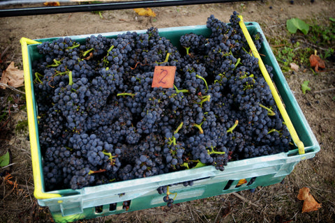 Delta Pinot Noir whole bunches
