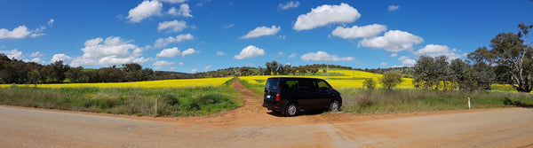 Canola Filed