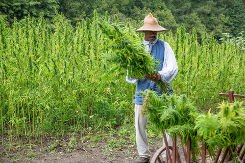 chinese hemp farmer harvesting his crops