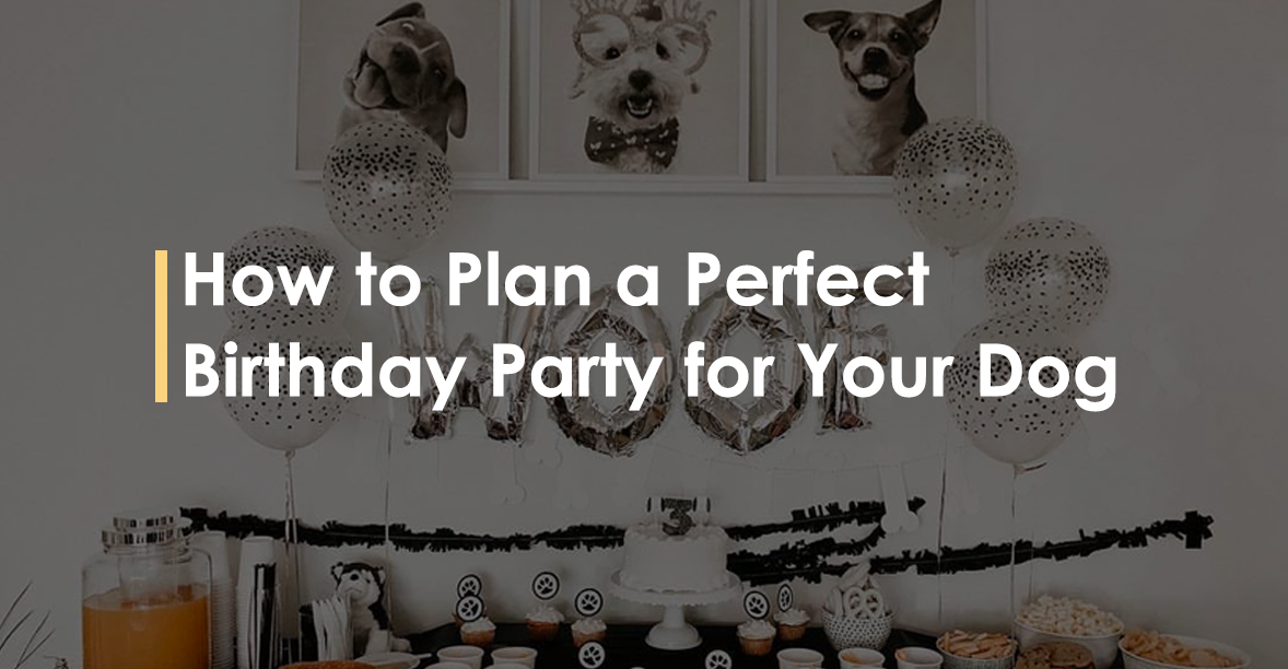 how do you plan a dog birthday party