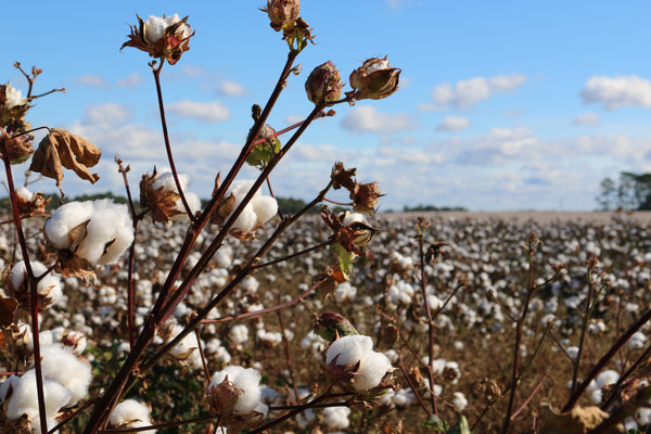 Field of super soft sustainable cotton
