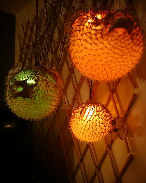 Puffer fish lights The Lime Lounge