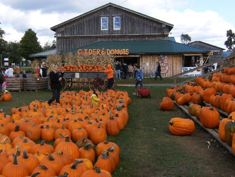 The Great Pumpkin Farm New York