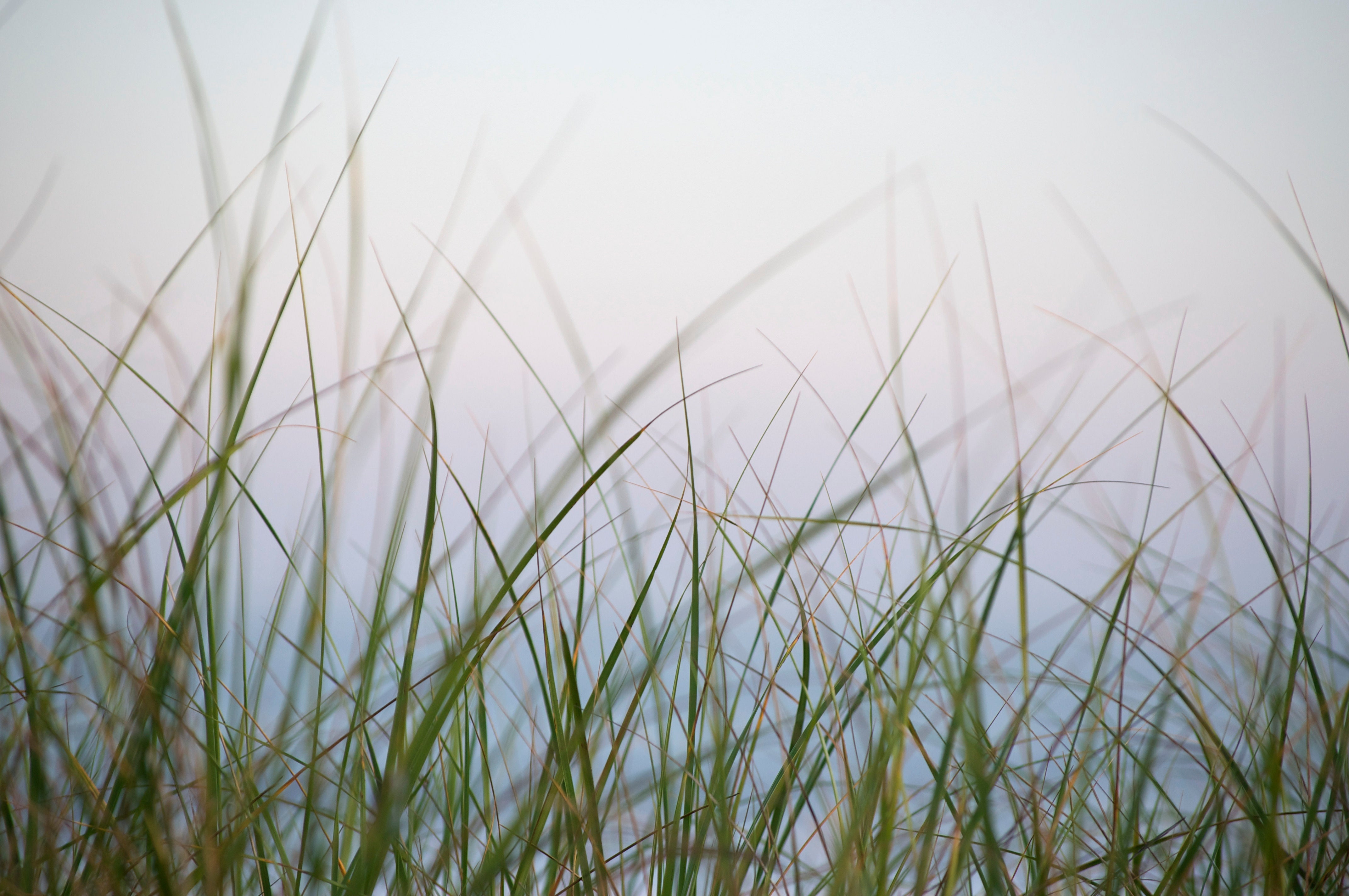 Dune-Grass-Sunset