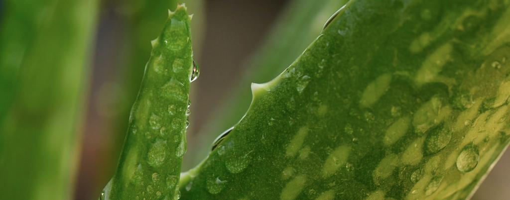 aloe vera pour cheveux afro