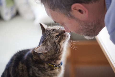 13 Things You’re Doing To Make Your Cat Hate You