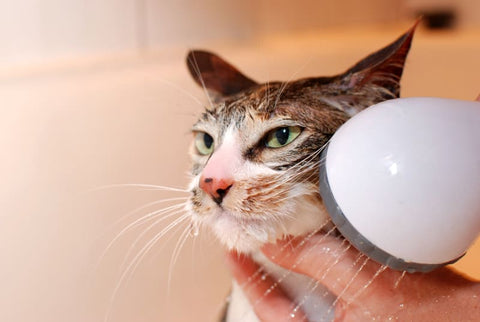 13 Things You’re Doing To Make Your Cat Hate You