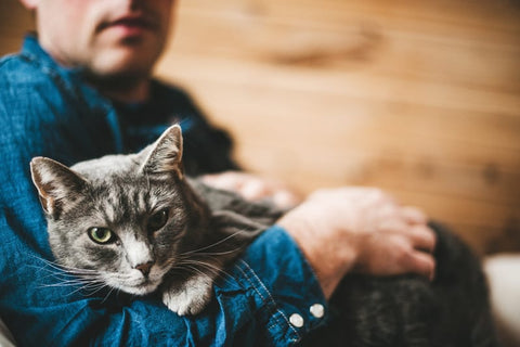 13 Things You’re Doing To Make Your Cat Hate You