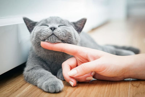 13 Things You’re Doing To Make Your Cat Hate You