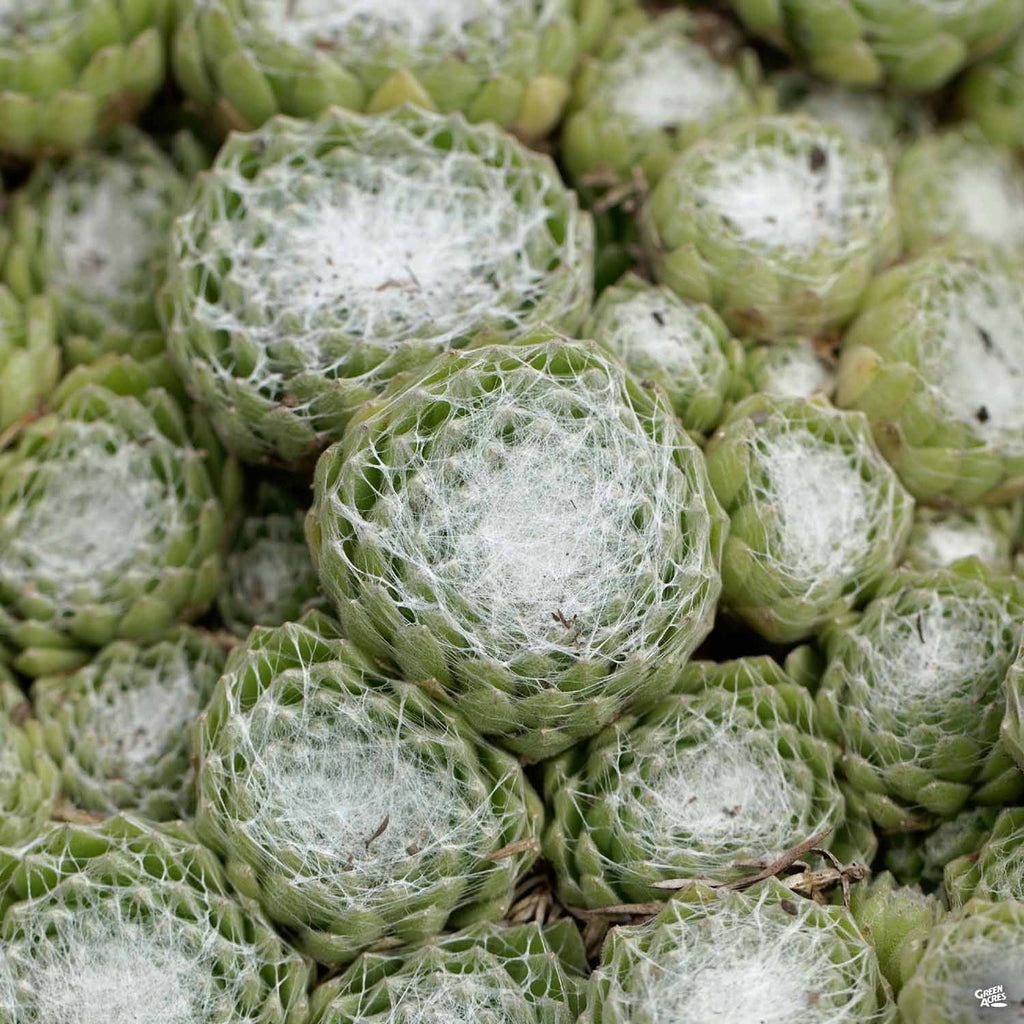 FrostHardy Succulents — Green Acres Nursery & Supply