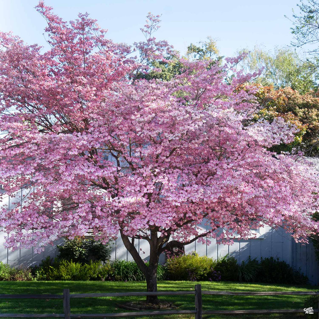 Pink Flowering Dogwood — Green Acres Nursery & Supply