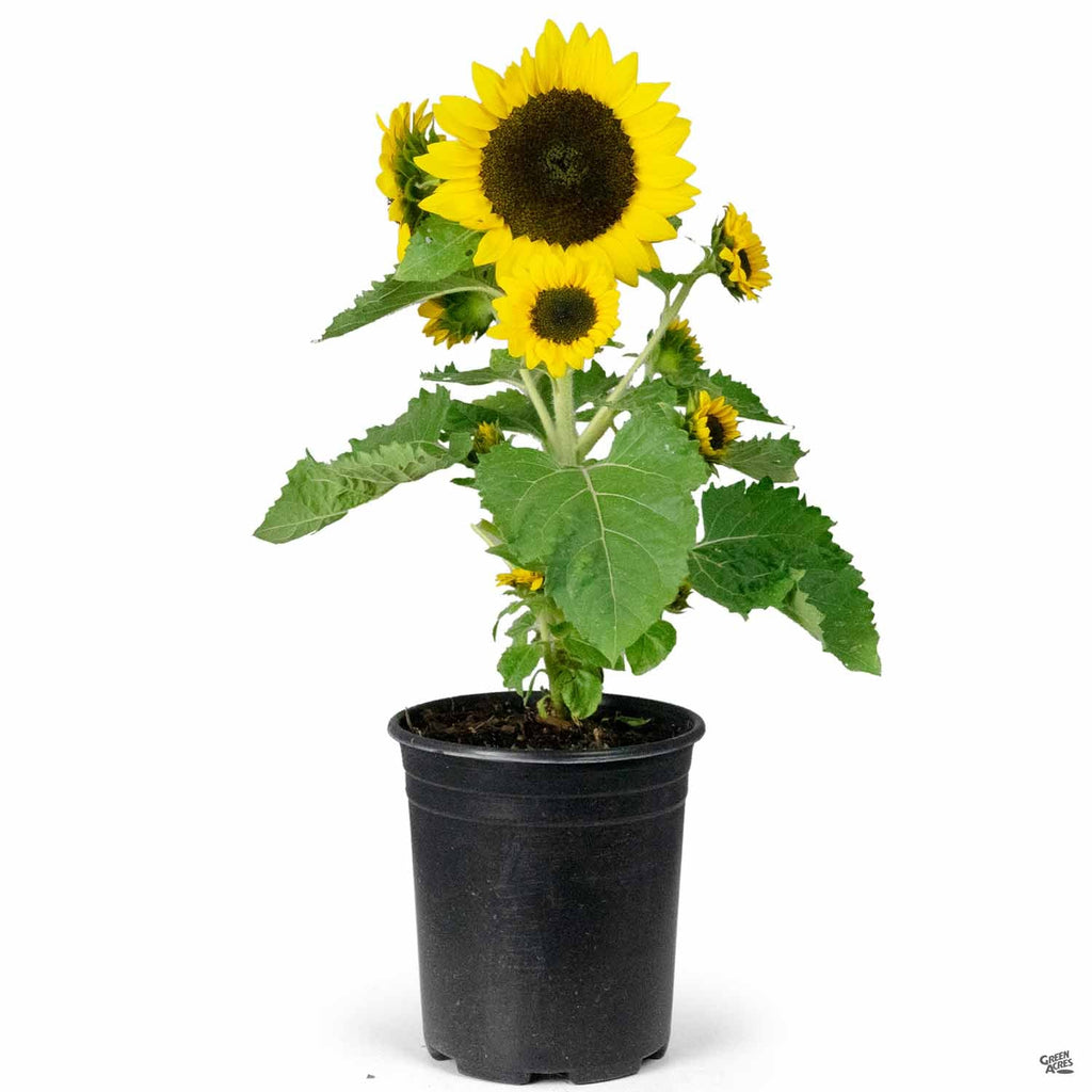 Sunflower — Green Acres Nursery & Supply
