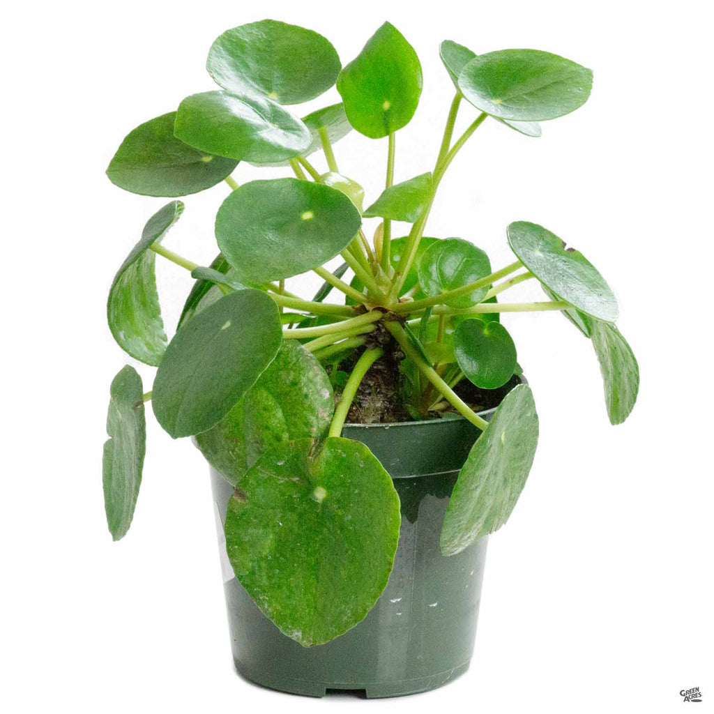 Chinese Money Plant — Green Acres Nursery & Supply