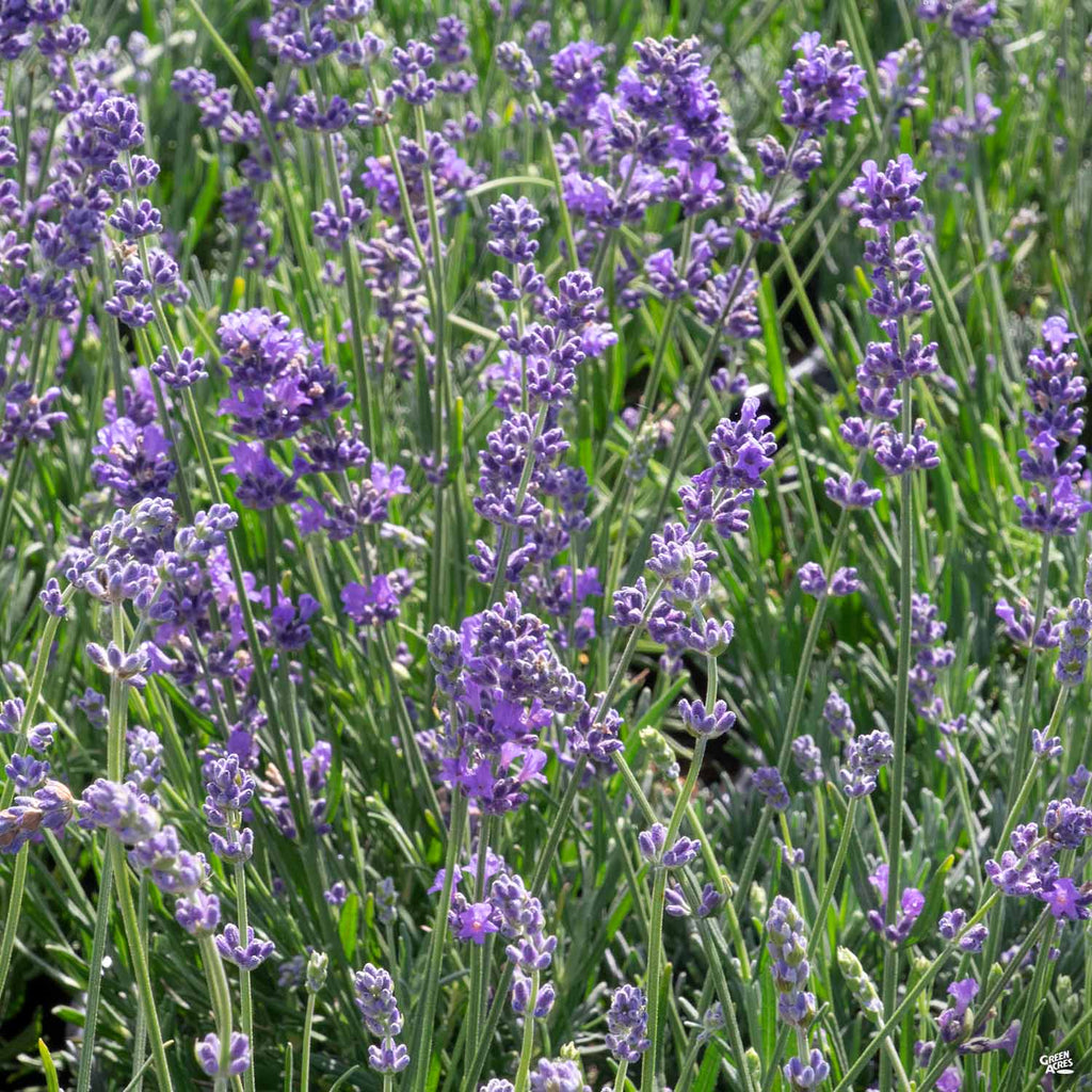 Lavender Munstead Green Acres Nursery Supply