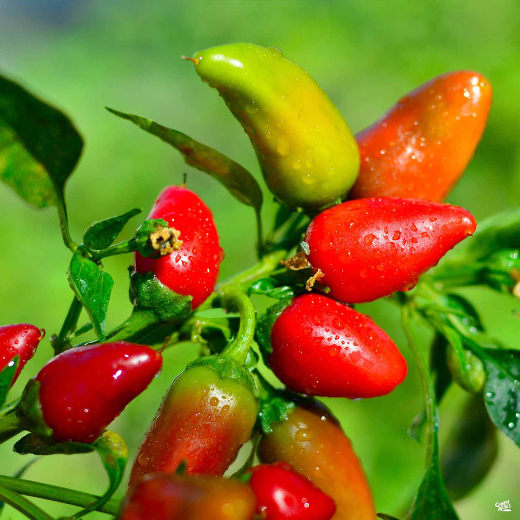 Pepper Fresno Chili — Green Acres Nursery And Supply